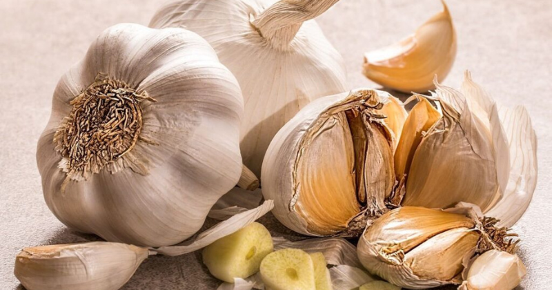 Comment faire pousser le plus gros ail ?