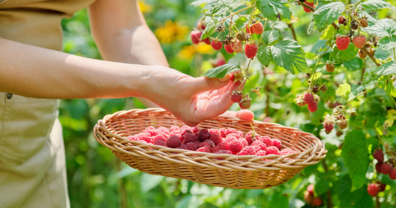 Comment faire pousser un framboisier en pot : un guide complet
