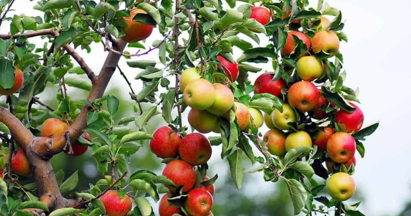 Comment faire pousser un plant de pomme gratuit à partir de déchets en seulement 10 jours .