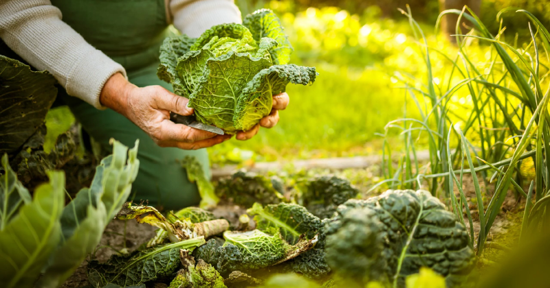 Comment intégrer des techniques de jardinage régénératif dans un jardin potager ?