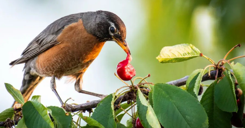 Comment protéger les baies des oiseaux