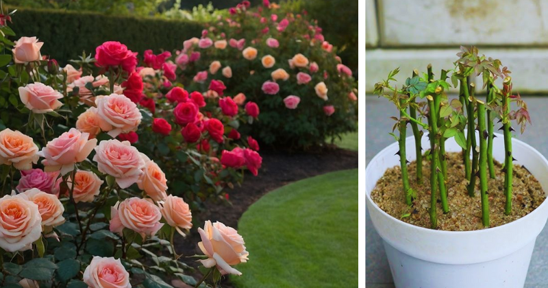 Comment reproduire des roses à partir de la tige pour en obtenir des dizaines