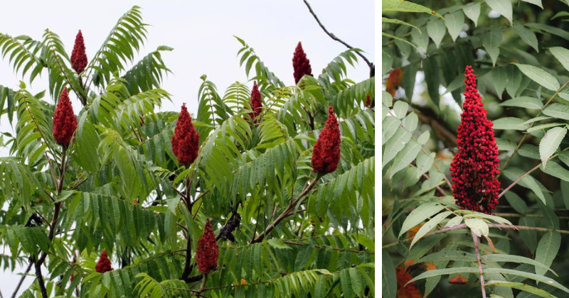 Comment se débarrasser du sumac vénéneux en toute sécurité ?