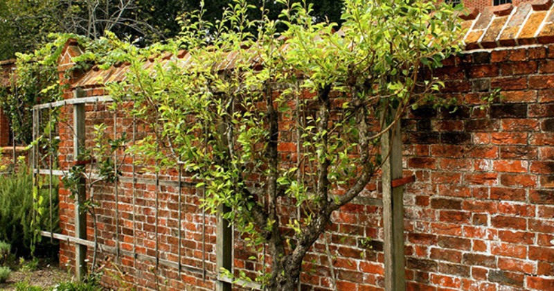 Comment tailler correctement les arbres fruitiers en espalier ?