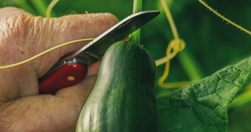 Comment tailler et pincer correctement les concombres
