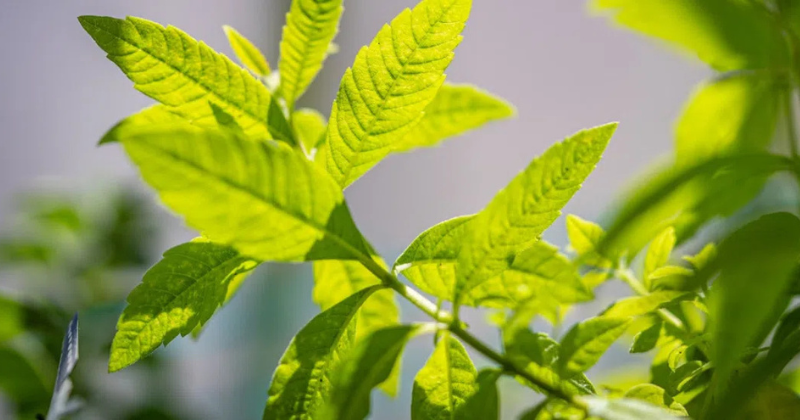 Comment tailler la verveine ?