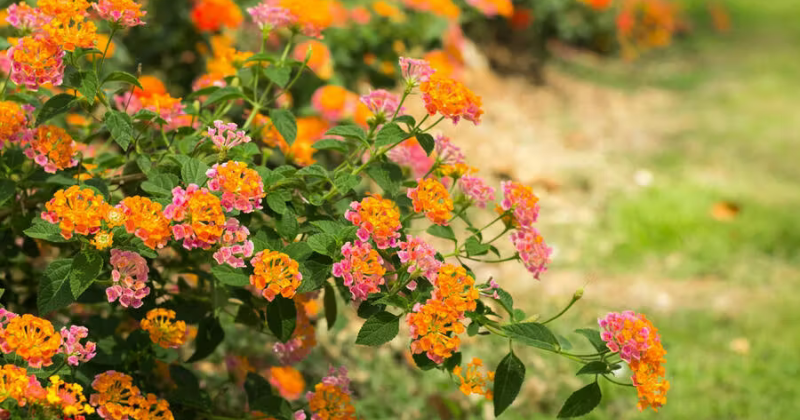 Comment tailler le Lantana ?