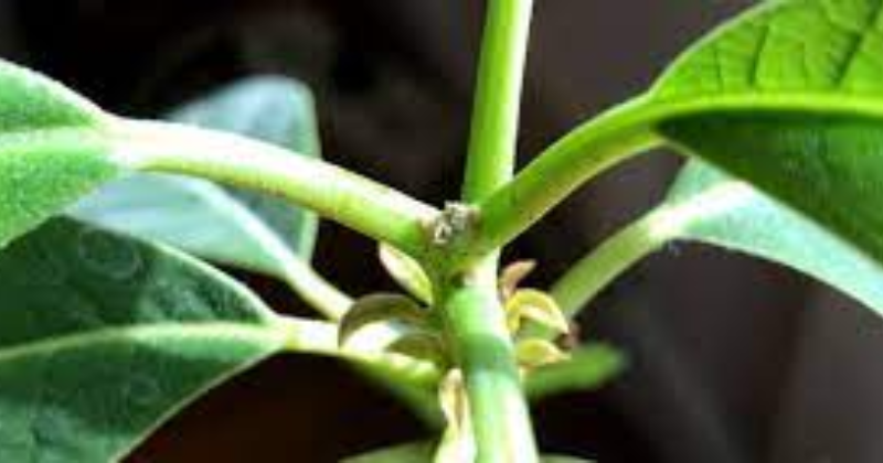Comment tailler un avocatier en pot ?
