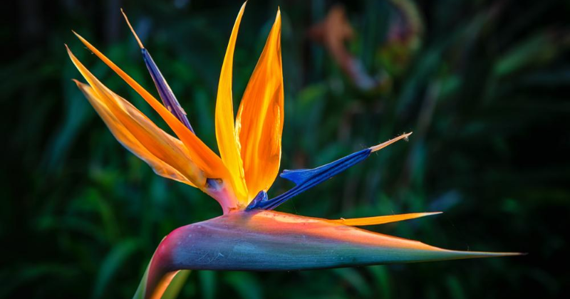 Comment tailler une plante d’oiseau de paradis ?