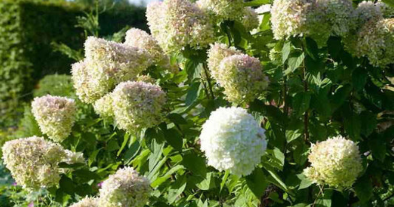 Comment tailler vos hortensias panicules