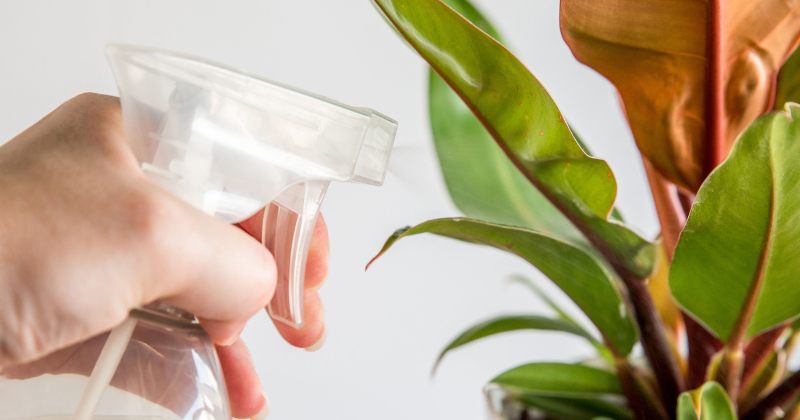 Comment traiter et prévenir l’oïdium dans votre jardin ?