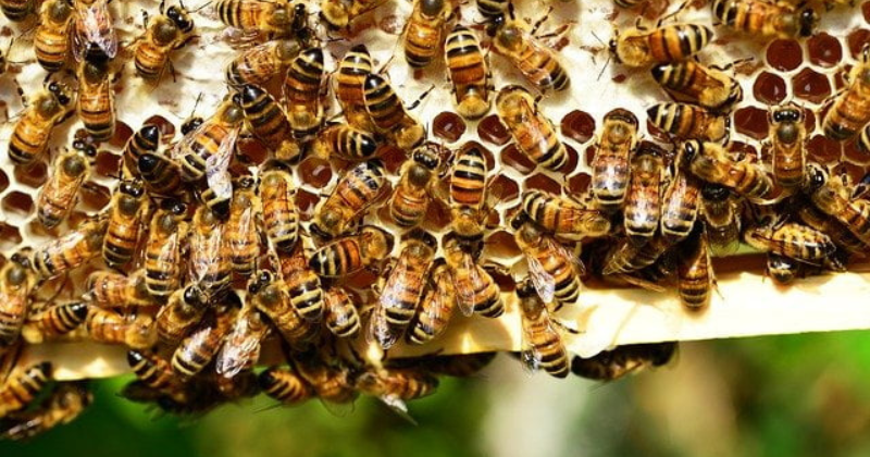 Comment utiliser une maison d’abeilles : conseils d’installation et d’entretien