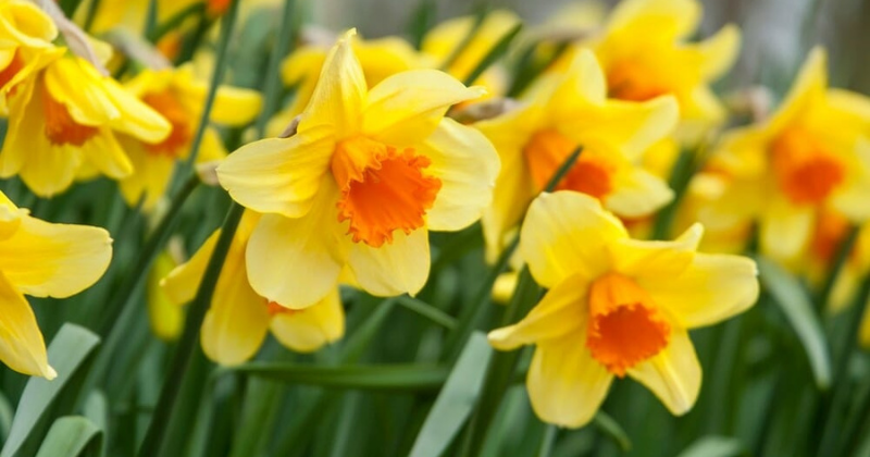 Conseils d’experts pour couper et exposer les jonquilles