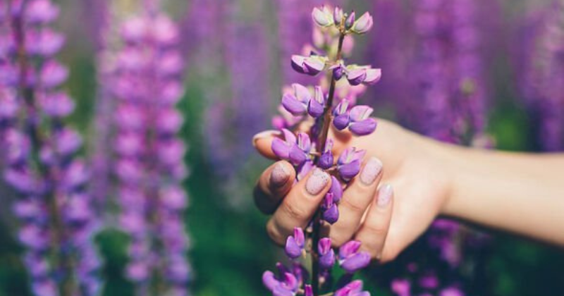 Couper le lupin : quand et comment faire ?