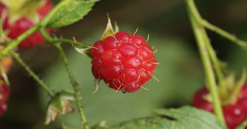 Couper les framboises : instructions simples .