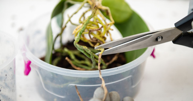 Couper les racines aériennes des orchidées : est-ce autorisé ?