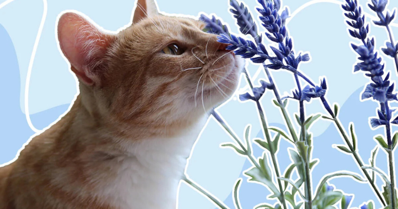 Couper l’herbe à chat : conseils professionnels pour le bon moment et la taille