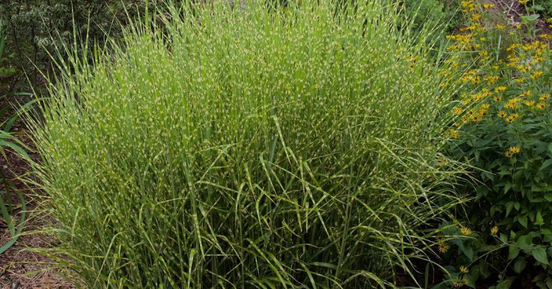 Couper l’herbe zébrée : ce à quoi vous devez faire attention