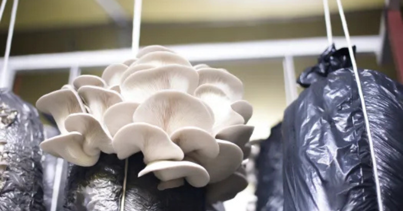 Cultiver des champignons dans un sac : instructions étape par étape