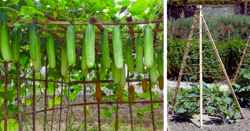 Cultiver des concombres en vertical : la méthode idéale pour un potager productif