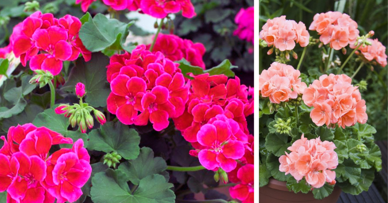 Cultiver et entretenir le géranium : guide complet pour des fleurs éclatantes toute la saison