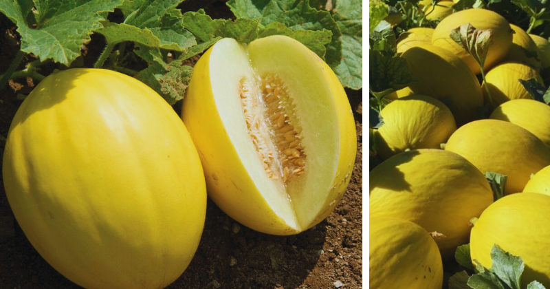 Cultiver le melon : Guide complet pour réussir sa culture au potager