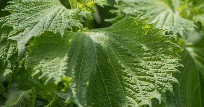 Cultiver le shiso : une saveur unique à ajouter à votre jardin d’herbes aromatiques