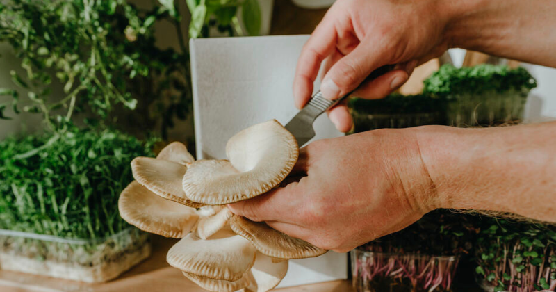 Cultivez des champignons en 30 jours