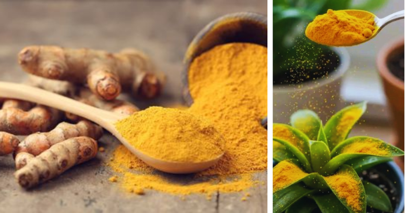 Curcuma au Jardin : Le Remède Secret des Jardiniers Naturels