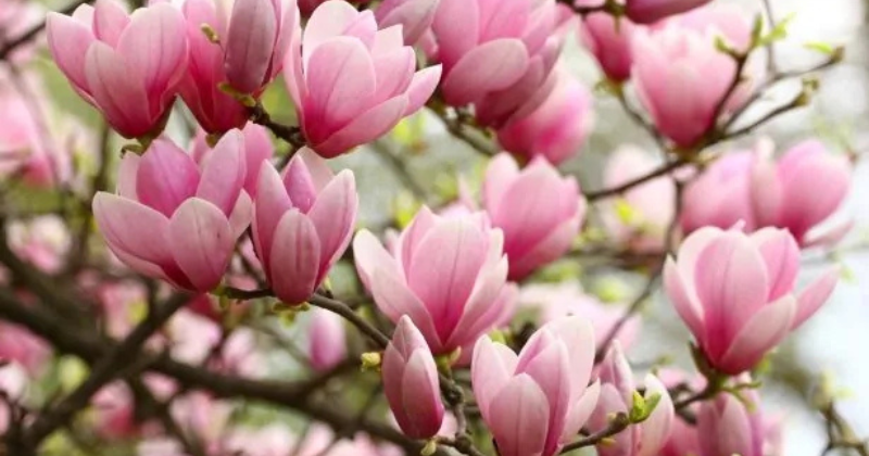 Découpe du magnolia : conseils professionnels pour une coupe parfaite