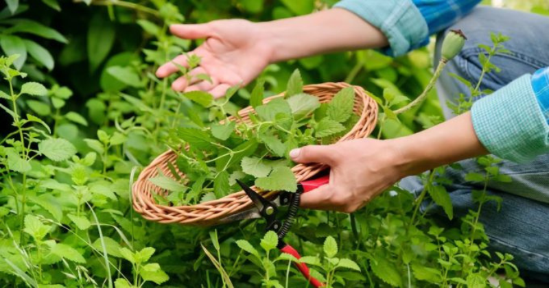 Découvrez comment planter de la menthe en pot et remplir votre maison de son parfum frais et apaisant