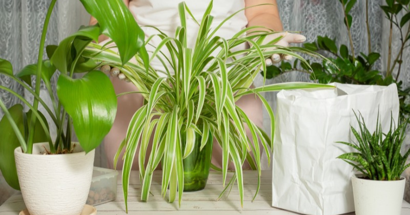 Découvrez les 3 plantes qui vont éliminer définitivement la moisissure tenace chez vous !