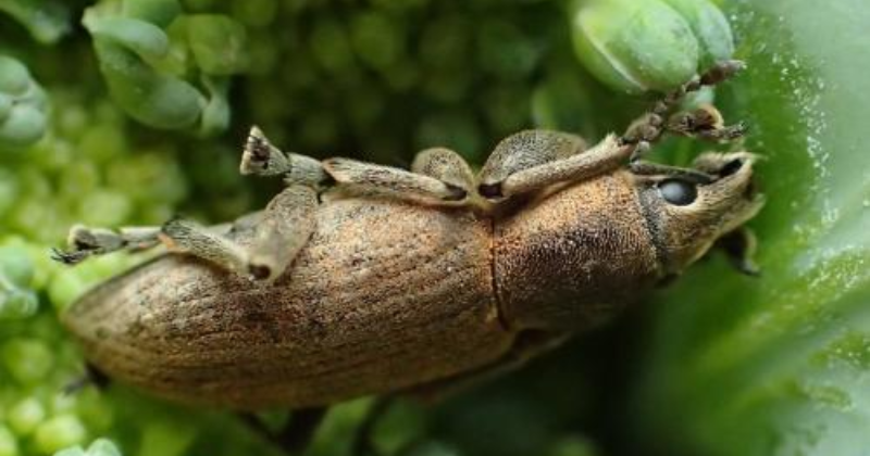 Des insectes dans votre brocoli ? Voici ce qu’il faut faire