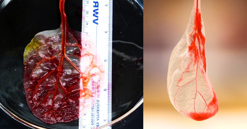 Des scientifiques utilisent des feuilles d’épinard pour cultiver du tissu cardiaque humain, ouvrant la voie à la régénération du cœur