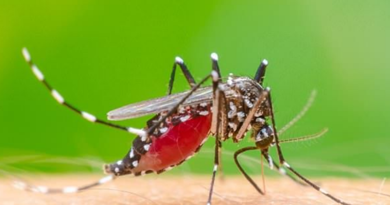 Dites Adieu aux Moustiques Naturellement