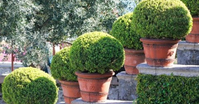 Élagage correct des arbres en boule
