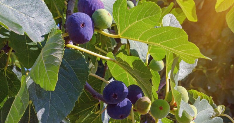 Entretien du figuier – Toutes les informations sur la plantation et l’entretien du figuier