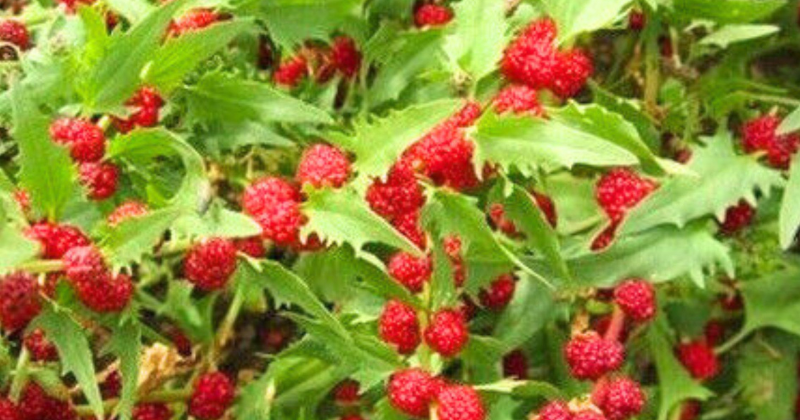 Épinards fraises : la feuille verte unique et polyvalente