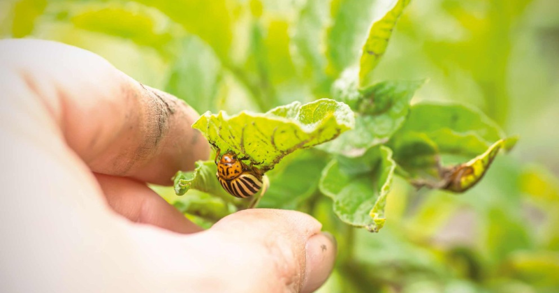 Façons biologiques de traiter les parasites dans un potager