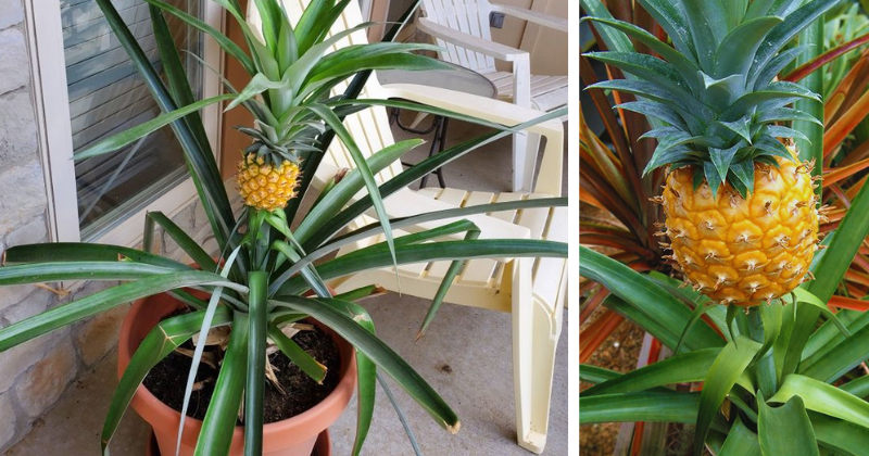 Faites Pousser Vos Propres Ananas à la Maison : Simple, Rapide et Satisfaisant