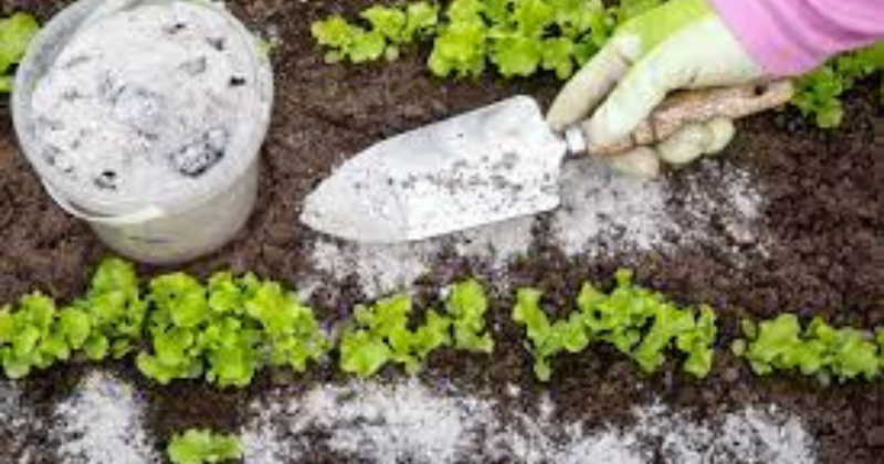 Faites votre propre engrais pour le jardin