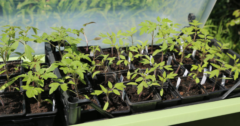Faut-il planter des graines ou des plantes dans son jardin ?