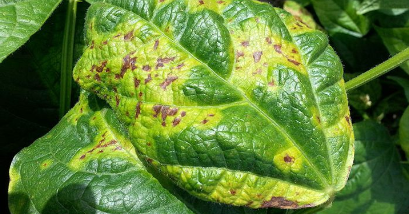Feuilles de haricot vert jaunissant : 7 causes et solutions possibles