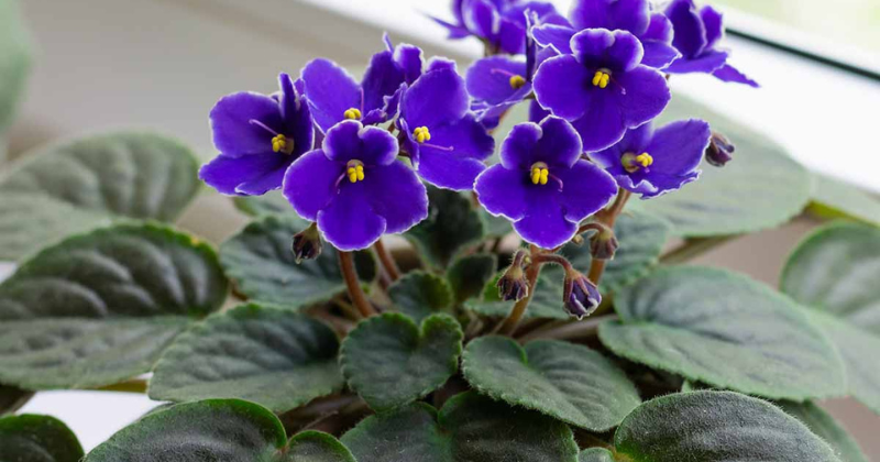 Fleurs toute l’année dans votre maison : les secrets que les meilleurs jardiniers connaissent sur la culture des violettes africaines