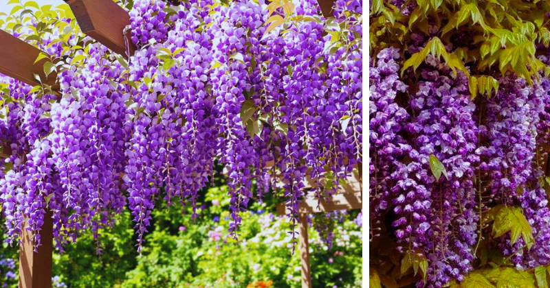 Glycine en Fleurs : La Reine des Plantes Grimpantes pour un Jardin Féérique