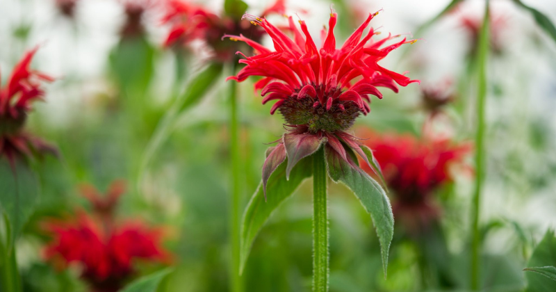 Guide de plantation et de culture du baume d’abeille
