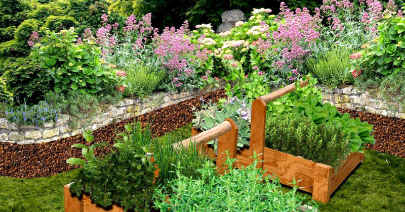 Guide du jardinage d’herbes aromatiques pour débutants