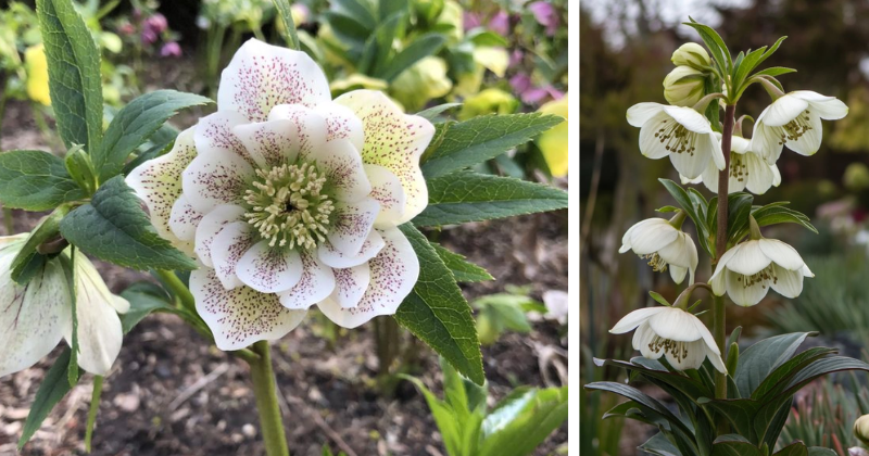Hellébore : la première fleur à égayer votre jardin après l’hiver