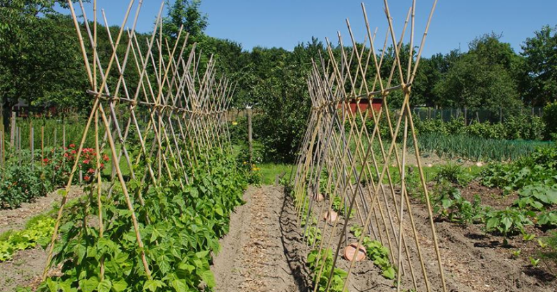 Idées de support pour le haricot vert
