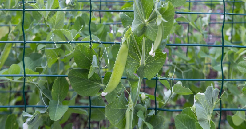 Idées de treillis de pois à faire soi-même : 7 façons simples de soutenir les pois